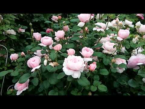 Видео: Розы Д.Остина.Красивое цветение 2023.