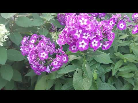 Видео: Гортензии 🌸цветут🌸любуемся 🌸