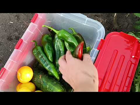 Видео: ПРОСТОЙ ОБЕД ПРИГОТОВИЛА/ПОСИДЕЛИ В КАФЕ, ЗАШЛИ НА БАЗАР, ЧИЖИК. 