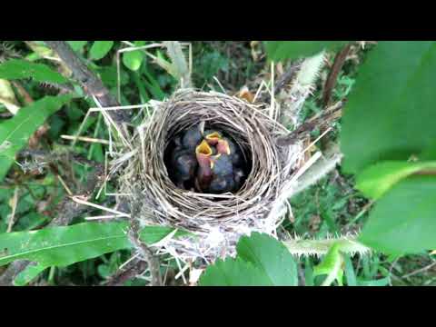 Видео: Тайна леса - Гнездо с птенцами. Пересмешка зеленая