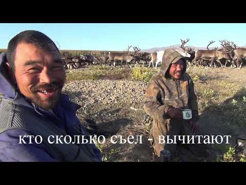 Видео: Одна через Чукотку. Часть 14. По Ионивеему. В мире оленеводов, оленей и медведей. Alone through...