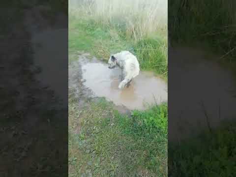 Видео: точнее собака на гулянии😂