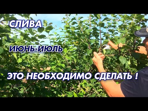 Видео: СЛИВА/ОБЯЗАТЕЛЬНЫЕ РАБОТЫ В САДУ !!!