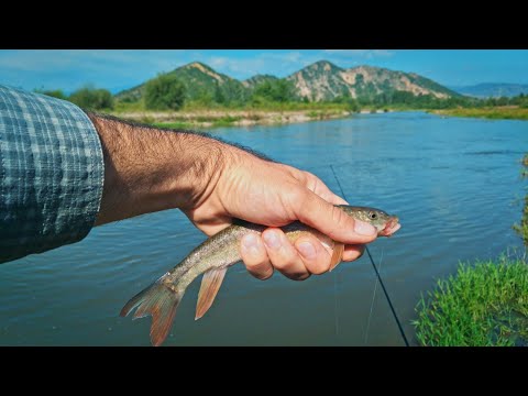 Видео: За мрени на р. Струма