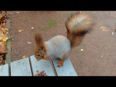 Видео: Белка, галки и вороны 🤔🎧 Squirrels, jackdaws and crows