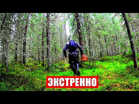 Видео: Грибник зашел в ЗЕЛЕНЫЙ МОХ и ОБАЛДЕЛ! Один в лесу ТАКОГО НЕ ОЖИДАЛ! Грибы и Лес Сказочная Карелия