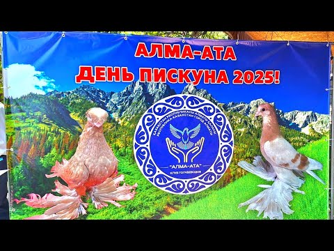 Видео: День Пискуна Алматы 2025. Атмосфера мероприятия Голубеводов Казахстана. #голуби #деньпискуна