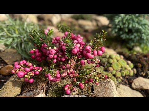 Видео: Моя каменная горка в октябре + акцент на ГАУЛЬТЕРИИ ⭐️ Mein Steinbeet im Oktober ⭐️ GAULTHERIA ⭐️