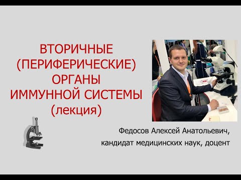 Видео: ПЕРИФЕРИЧЕСКИЕ ОРГАНЫ ИММУННОЙ СИСТЕМЫ (ЛИМФАТИЧЕСКИЕ УЗЛЫ, СЕЛЕЗЕНКА) (ЛЕКЦИЯ ПО ГИСТОЛОГИИ)