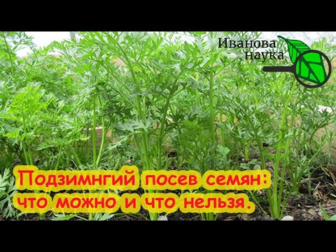 Видео: ЧТО ПОСЕЯТЬ ПОД ЗИМУ? Какие семена можно сеять осенью. Как защитить подземный посев семян.