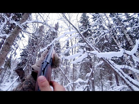 Видео: Тропление зайца. Охота на рябчика с подхода зимой.