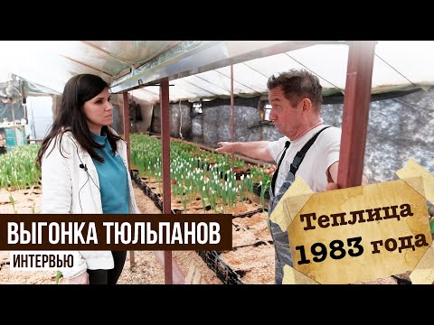 Видео: Выгонка тюльпанов. Теплица 1983 года.