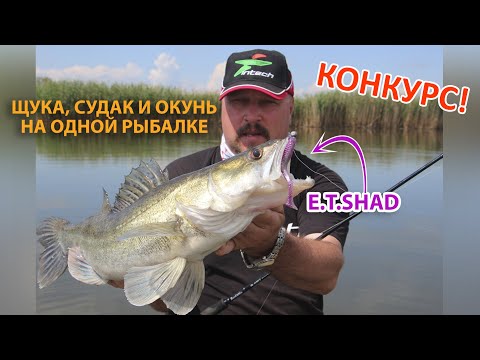 Видео: Щука, судак и окунь на одной рыбалке! ┃ Силиконовые приманки Bait Breath E.T. Shad