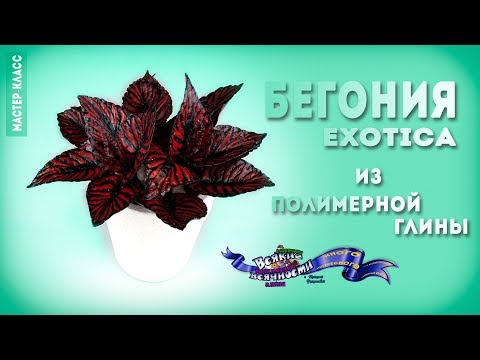 Видео: бегония Exotica из полимерной глины мастер-класс