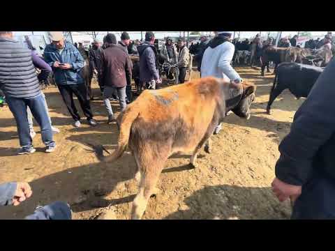 Видео: УЙ-КУНААЖЫН БААЛАРЫ/ КАРАКОЛ МАЛ БАЗАР/ 12-ОКТЯБРЬ