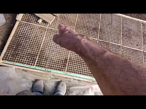 Видео: Сечене на разсадите -защита и подхранване