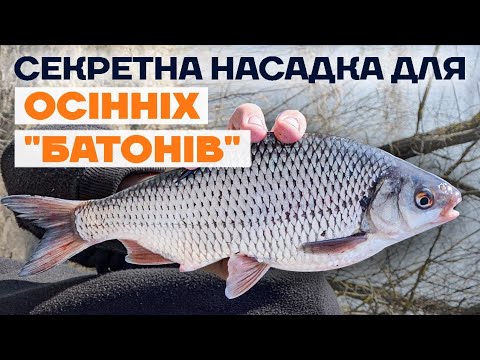 Видео: Ловля плотви на Фідер! Секретна насадка для "батонистої" плотви або Як ловити плотву восени на фідер