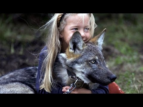 Видео: ДЕВОЧКА спасла раненого ВОЛЧОНКА, а спустя годы произошло невероятное