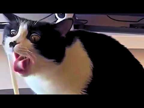 Видео: Инопланетные коты: смешные и странные поступки, которые невозможно объяснить!😂