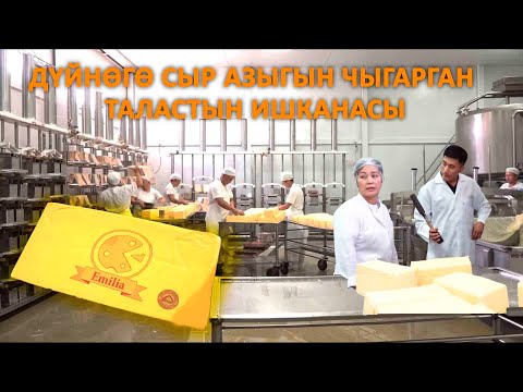 Видео: Дүйнөгө сыр азыгын чыгарган Таластын ишканасы | "Өнүгүүгө бир кадам"