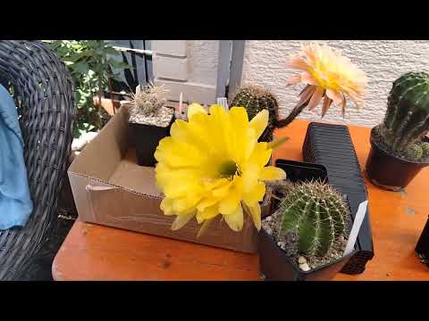 Видео: Купила новые кактусы.Кактусные теплицы Михаэля Кисслинга.Echinopsis.Micha Kißling.