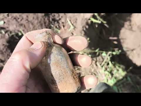 Видео: #55 Кто куда,а я на шурф. #металлопоиск #коп #монеты #shorts 