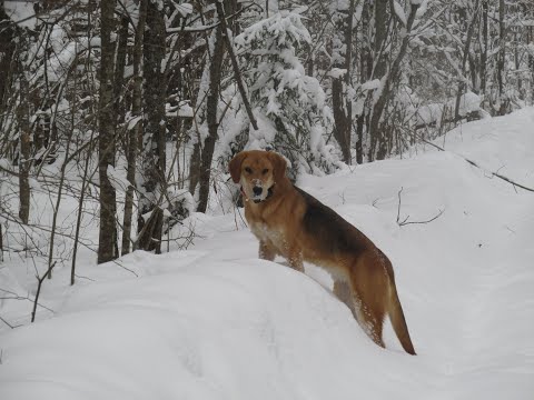 Видео: Охота на зайца с РГ "Вьюгой" 15.01.2024г.