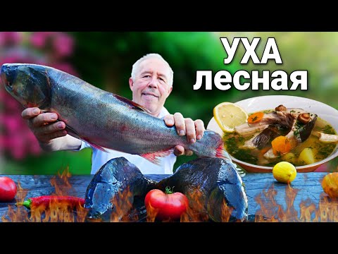 Видео: ЛЕСНАЯ УХА из РЕЧНОЙ РЫБЫ с ГРИБАМИ в КАЗАНЕ на КОСТРЕ.