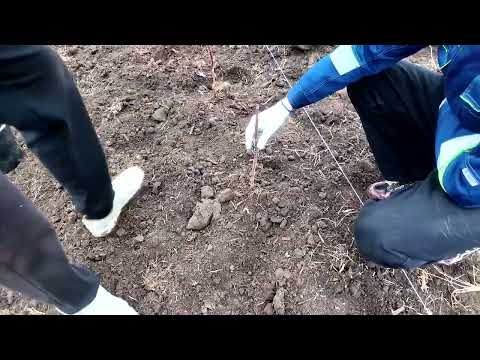 Видео: Зачем студенты сад сажали?