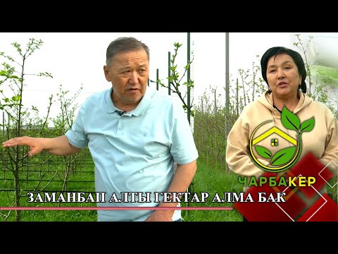 Видео: Заманбап алты гектар алма бак // ЧАРБАКЕР