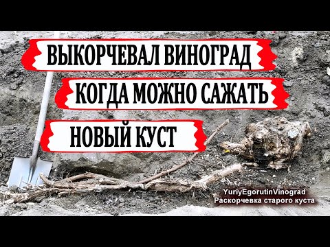 Видео: 🍇 Можно ли на месте старого винограда высаживать новый куст. Выкорчевка винограда 30 лет.