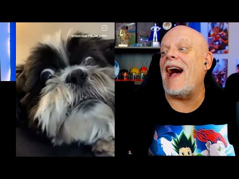 Видео: AdikTheOne 🤣 ПОПРОБУЙТЕ НЕ СМЕЯТЬСЯ #58 🤣 Реакционная собака!