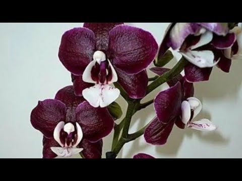 Видео: 19.01.23.ОРХИДЕЯ Каода Твинкл детка на пеньке..отделяем.