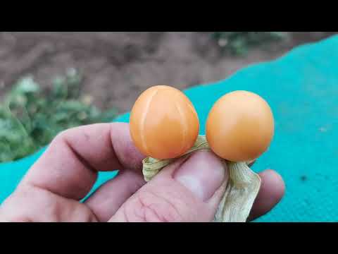 Видео: Почему Трескаются Помидоры! Трещины на плечиках томатов! Причины и методы устранения растрескивания