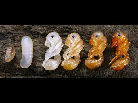 Видео: Этапы развития жнецов Messor structor Кормление картошкой