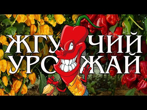 Видео: Урожай самых острых перцев. Лучшие сорта сезона.