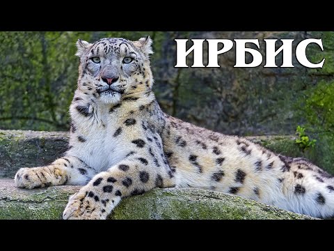Видео: Ирбис: Снежный Барс | Интересные факты про ирбиса