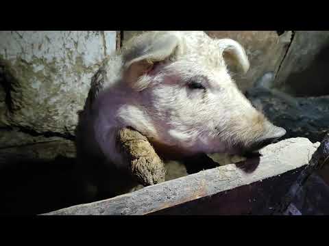 Видео: Рецепт комбикорма для Лактирующих и Супоросных свиноматок Поросята от Ф1 и Хряк Венгерская Мангалица