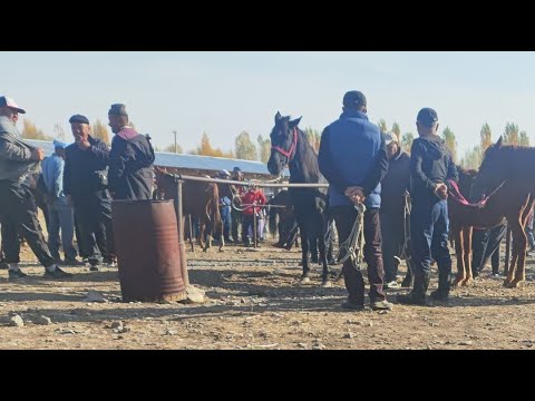 Видео: Мал базар Талас Покровка 17 Октябрь 2025
