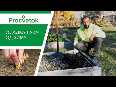 Видео: Посадка ЛУКА ПОД ЗИМУ. Самая полная информация о посадке лука под зиму