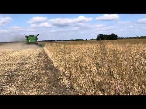 Видео: Збирання квасолі 2023 рік