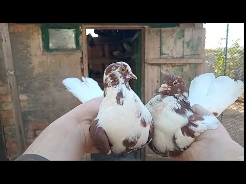 Видео: 🕊️Миколаївські голуби🕊️ Маточник-2025 год.