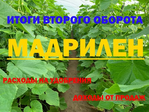 Видео: ФИНАЛ ВТОРОГО ОБОРОТА 2020