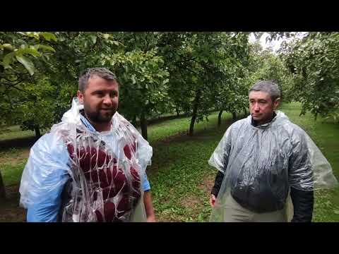 Видео: #горіхові сади#орех #горіх #грецкийорех#сад #орехи #урожай #чандлер #садоводство#workout #саджанці
