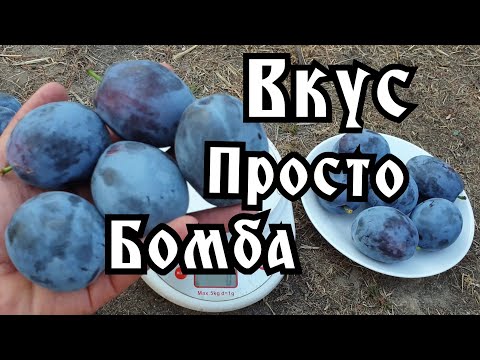 Видео: СЛИВА НЕНЬКА!!! PLUM NENKA!!!