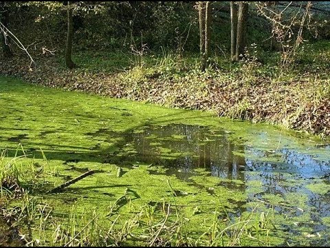 Видео: Подсадные утки. Сбор ряски (Будни охотника и рыбака)