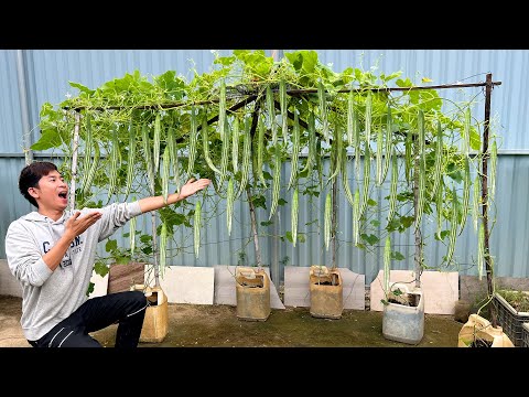Видео: Выращивайте змееголовник таким образом – собирайте урожай без остановок, вот в чём секрет!