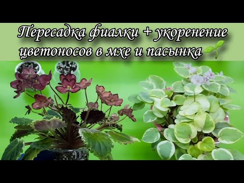 Видео: Пересадка фиалки + укоренение пасынка и цветоносов 🌱 видео с ТГ канала.