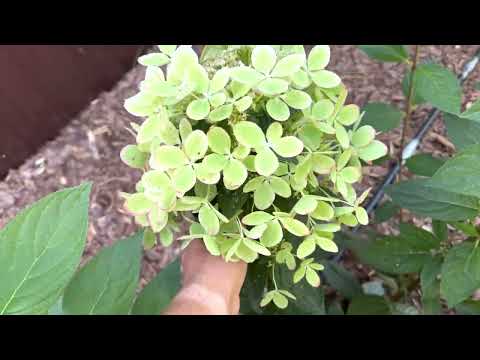 Видео: Обзор гортензий 2022г самый Топ!!! Самарская Лидия, Скайфолл, Геркулес, Килиманджаро, Монблан и др.