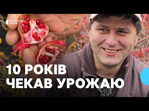 Видео: Виростив гранати у дворі: агроном з Харкова показав перший врожай за 10 років